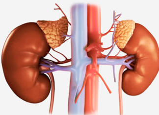 Obesity harms your kidneys