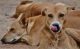 Dogs require vaccination against rabies