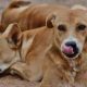 Dogs require vaccination against rabies